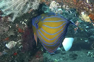 Pomacanthidae Prints: A magnificent ring angelfish (Pomacanthus annularis) with a bright pattern on a coral reef