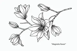 Magnolia Prints: Magnolia flower drawing illustration. Black and white with line art on white backgrounds