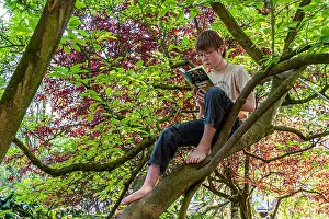 Siesta Prints: Magnolia tree reading: Operation Mikado. Young Boy sitting in a Tree reading a Book
