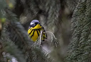 Warbler Prints: Magnolia warbler perched on branch in spring in Ottawa, Canada