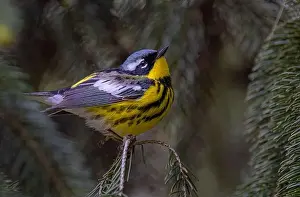 Warbler Prints: Magnolia warbler perched on branch in spring in Ottawa, Canada