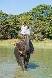Herbivorous Prints: Mahout standing on the back of his Indian elephant (Elephas maximus indicus) and taking a bath in the river