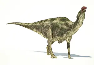 Herbivorous Prints: Maiasaura dinosaur, full body photo-realistic representation