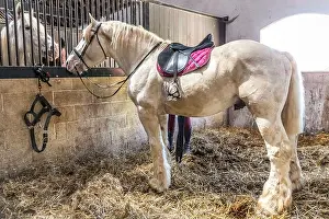 Saddle Prints: THE MAISON DU CHEVAL BOULONNAIS DEVOTED TO BOULONNAISE HORSES