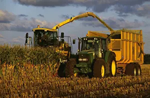 Arable Prints: Maize being harvested to make silage for animal feed on a farm in Hollesley, Suffolk, UK