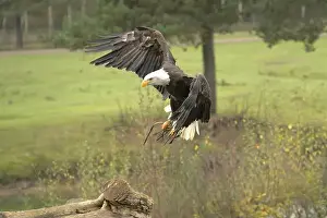 Bird Profile Prints: Majestic American Bald Eagle Portrait in the Wild