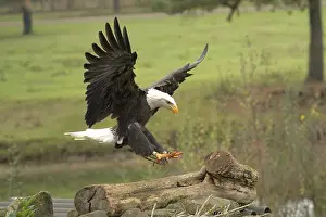 Bird Profile Prints: Majestic American Bald Eagle Portrait in the Wild