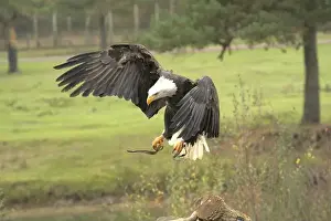Bird Profile Prints: Majestic American Bald Eagle Portrait in the Wild