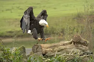 Bird Profile Prints: Majestic American Bald Eagle Portrait in the Wild