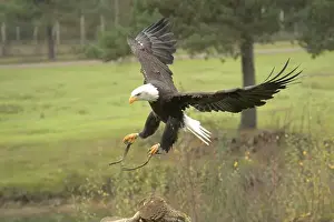 Bird Profile Prints: Majestic American Bald Eagle Portrait in the Wild