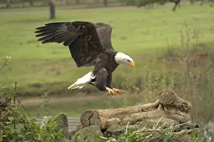 Bird Profile Prints: Majestic American Bald Eagle Portrait in the Wild