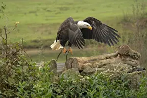 Bird Profile Prints: Majestic American Bald Eagle Portrait in the Wild