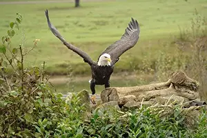 Bird Profile Prints: Majestic American Bald Eagle Portrait in the Wild