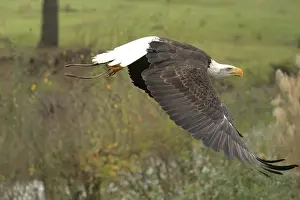 Bird Profile Prints: Majestic American Bald Eagle Portrait in the Wild