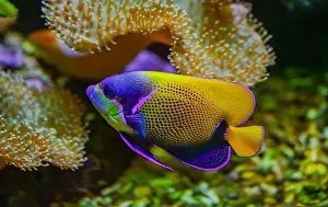 Perciformes Prints: Majestic angelfish or bluegirdled angelfish pomacanthus navarchus