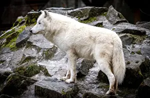Biotope Prints: A majestic Arctic wolf, distinguished by its all-white fur
