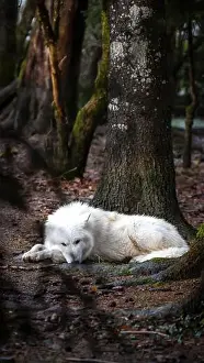 Temperate Prints: A majestic Arctic wolf, distinguished by its pure white fur
