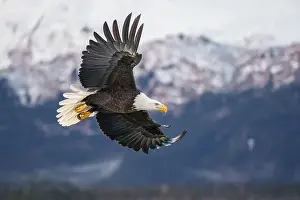 Homer Prints: Majestic Bald Eagle in Flight Over Snowy Mountain Landscape
