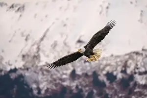 Gliding Prints: Majestic Bald Eagle in Flight Over Snowy Mountain Landscape