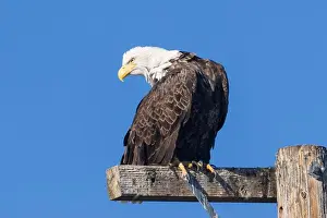 Wild Bird Prints: A majestic Bald Eagle (Haliaeetus leucocephalus)