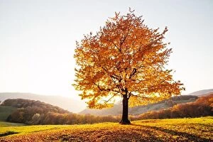Images Dated 12th October 2014: Majestic beech tree with sunny beams at autumn mountain valley. Dramatic colorful evening scene