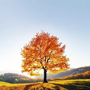 Majestic beech tree with sunny beams at autumn mountain valley. Dramatic colorful evening scene. Carpathian mountains, Ukraine. Landscape photography