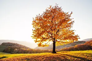 Majestic beech tree with sunny beams at autumn mountain valley. Dramatic colorful evening scene. Carpathian mountains, Ukraine. Landscape photography