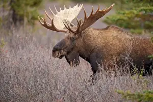 Forest Animal Prints: Majestic Bull Moose in Natural Habitat During Daylight