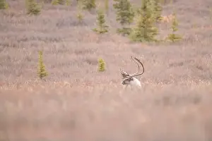 Caribou Prints: Majestic Caribou in Autumn Tundra During Peaceful Sunset Hours
