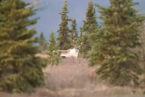 Caribou Prints: Majestic Caribou Standing Among Fir Trees in Natural Habitat