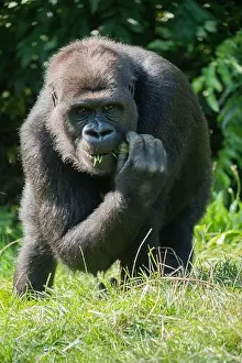 Gorilla Prints: Majestic gorilla in the wild