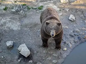 Animal Photography Prints: Majestic Grizzly Bear Standing Tall in Natural Habitat