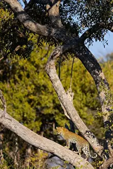 Botswana Prints: A majestic leopard stands confidently on a tree branch