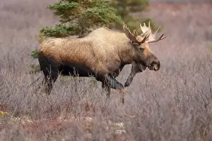 Alces Alces Prints: Majestic Moose in Autumn Wilderness, Alces alces in Natural Habi