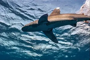 Shark Prints: A majestic oceanic whitetip shark
