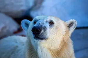 Polar Regions Prints: A majestic Polar Bear was sighted