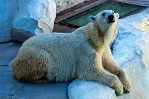 Polar Regions Prints: A majestic Polar Bear was sighted