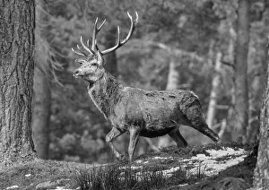 Antlers Prints: A majestic Red Deer Stag (Cervus elaphus) strutting his stuff in the Caledonian Pine Forest In Monochrome