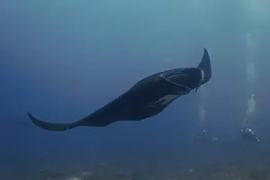 Physical Fitness Prints: Majestic reef manta ray (Mobula alfredi) gliding through the blue water