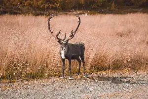 Forest Animal Prints: Majestic Reindeer in the Wilds of Finland