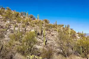 Thorn Prints: The majestic Saguaro cactus growing in the Sonoran Desert of Southern Arizona