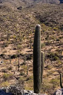 Thorn Prints: The majestic Saguaro cactus growing in the Sonoran Desert of Southern Arizona