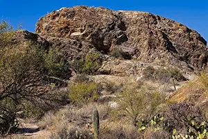 Thorn Prints: The majestic Saguaro cactus growing in the Sonoran Desert of Southern Arizona