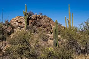 Thorn Prints: The majestic Saguaro cactus growing in the Sonoran Desert of Southern Arizona