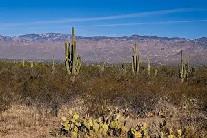 Thorn Prints: The majestic Saguaro cactus growing in the Sonoran Desert of Southern Arizona