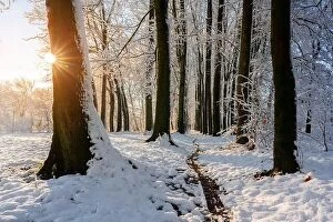 December Collection: Majestic snowy alley with sun star. Picturesque winter scene. Landscape photography
