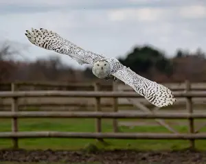 Bubo Scandiacus Prints: A majestic snowy owl flying over a field near a wooden fence