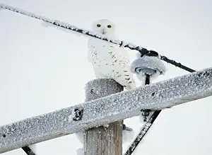 Power Line Prints: Majestic snowy owl perched on a frost covered utility pole in a winter landscape