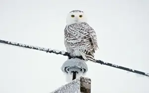 Yellow Eyes Prints: Majestic snowy owl perched on a snow-covered wire against a winter sky