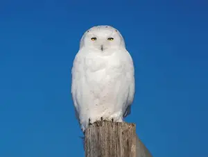 Animals Hunting Prints: Majestic snowy owl perched on a wooden post against a vibrant blue sky